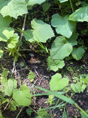 IMG_5819.jpeg