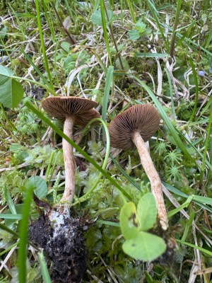 IMG_5827.jpeg