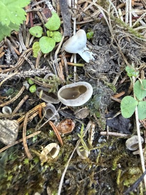 Formum Helvella.JPG