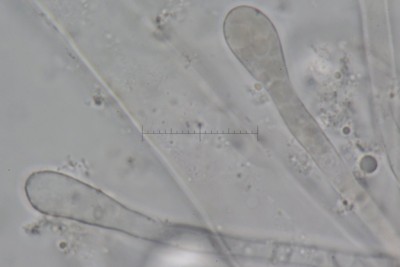 Paraphysen 2 1000x.jpg