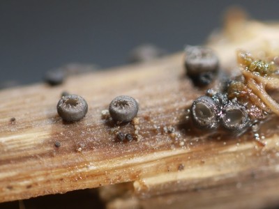 04 Heterosphaeria patella  P1250720.JPG