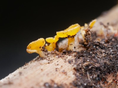02 Hymenoscyphus repandus P1250678.JPG