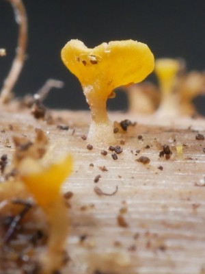 03 Hymenoscyphus repandus P1250677.JPG