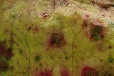 Ramularia rubella   (2).JPG
