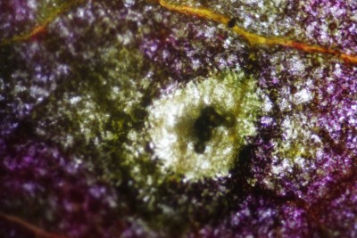 Ramularia rubella   (7).JPG