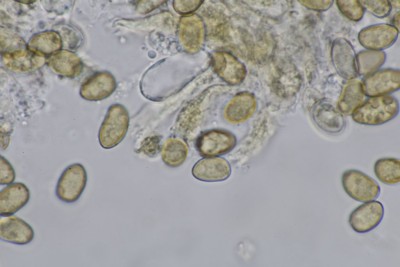 Inocybe dulcamara mikr (7).JPG