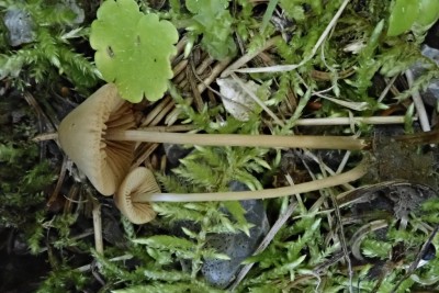 Conocybe microspora (19).JPG