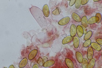 Conocybe microspora (7).JPG