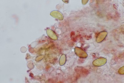 Conocybe microspora (15).JPG