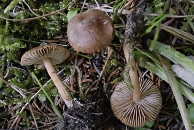 Inocybe leiocephala (3).JPG