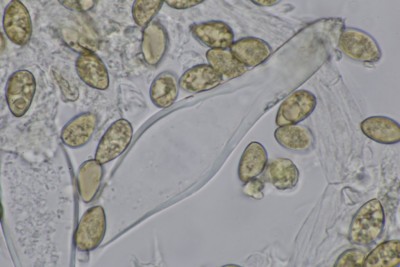 Inocybe leiocephala mikr(5).JPG