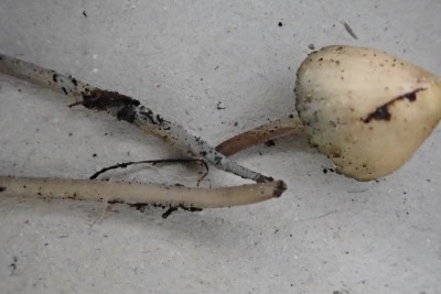 Mycena amicta (1).JPG