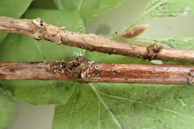 Trichopezizella barbata (5).JPG