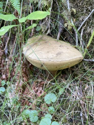 IMG_8722.JPG