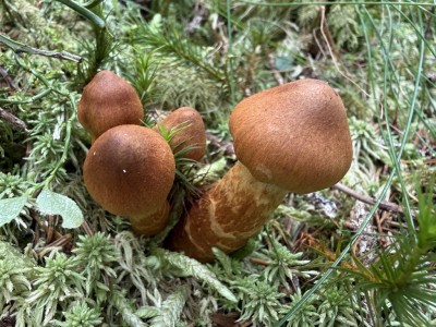 IMG_7855 1.JPG