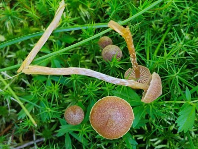 Galerina paludosa IMG_20260725_100142.jpg