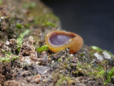 Paragalactinia michelii P1250877.JPG