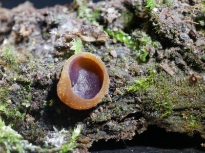 Paragalactinia michelii P1250875.JPG