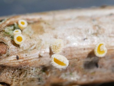 Capitotricha rubi P1250914.JPG