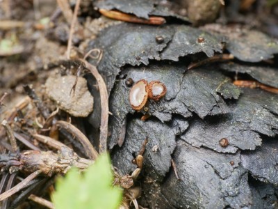 Humaria hemisphaericaP1250866.JPG