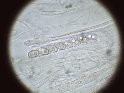 Humaria hemisphaerica H2O_1000_1.jpg