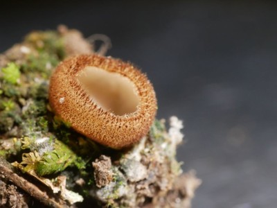 Humaria hemisphaerica P1250890.JPG