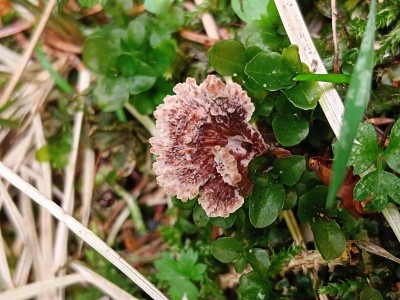 Thelephora caryophyllea IMG_20260725_120452.jpg