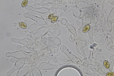 Galerina_630fach (1).JPG