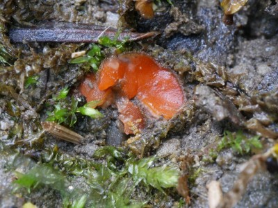 01 Scutellinia scutellata P1250860.JPG