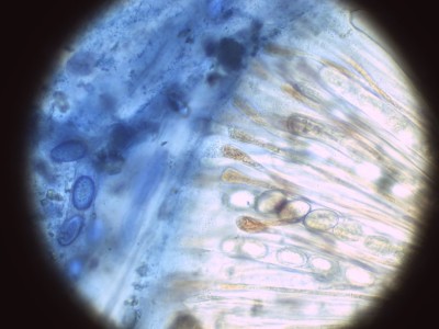 02 Scutellinia scutellata BWB_1000_6.jpg