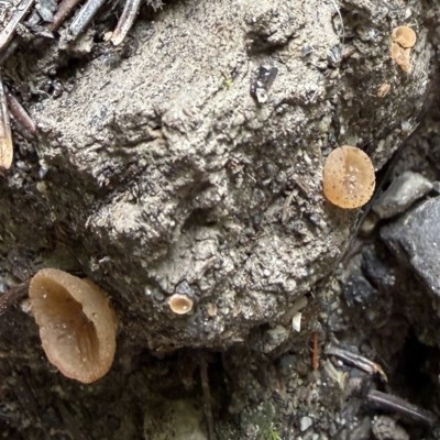 02 Peziza granularis IMG-20260725-WA0001.jpg