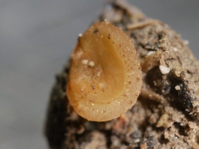 03 Peziza granularis P1250883.JPG