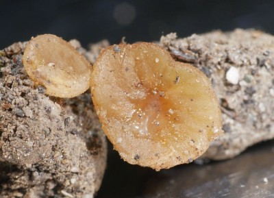 04 Peziza granularis P1250880.JPG