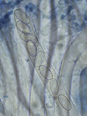 06 Peziza granularis  BWB_1000_1.jpg