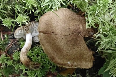 Inocybe lanuginosa (1).JPG