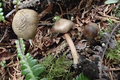 Inocybe lanuginosa (2).JPG