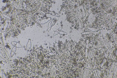 Inocybe lanuginosa_zweite Koll_400f.JPG