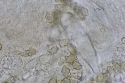 Inocybe lanuginosa_zweite Koll_1000f (6).JPG