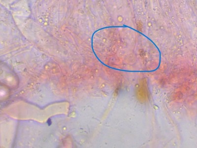 Daleomyces Haken_3_CR_1000_4.jpg