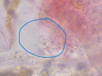 Daleomyces Haken_6_CR_1000_6.jpg