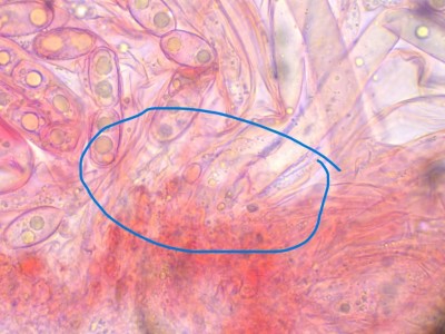 Daleomyces Haken_7_CR_1000_7.jpg