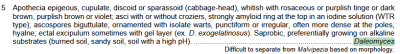 Daleomyces.png