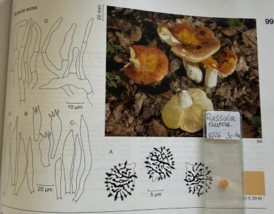 Sporenfarbe Pilze der Schweiz 1.jpeg