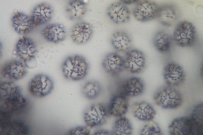 Sporen 1000x 2.JPG