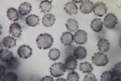 Sporen 1000x.JPG