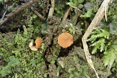 Pulvinula convexella (2).JPG