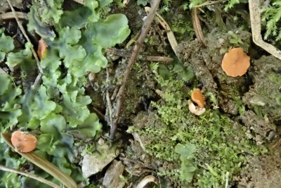 Pulvinula convexella (3).JPG