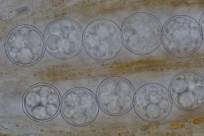 Pulvinula convexella_1000f (9).JPG