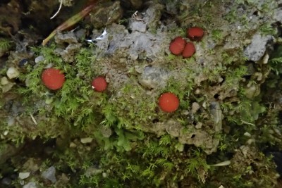 Scutellinia trechispora (1).JPG