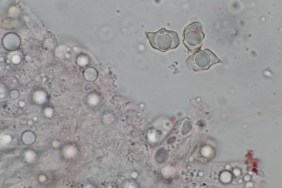 Entoloma (2).JPG